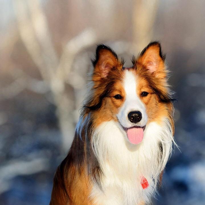 珍猪大大