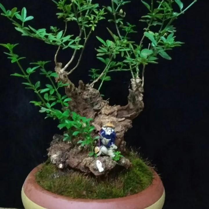 盆景桩员