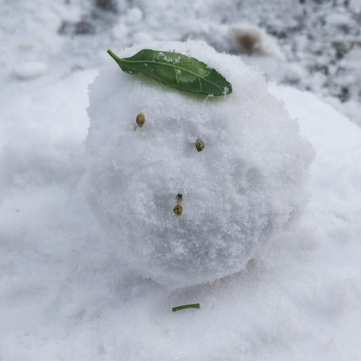 菲美拉
