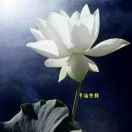 夏日的荷四季阳光羽毛球馆4652