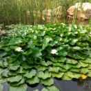 生活不易᭄゛ঞ