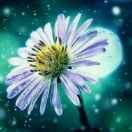 《小蔡》糖葱薄饼批发零售