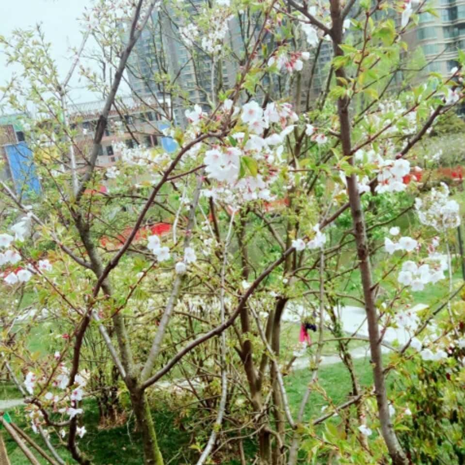 执子之手与子偕老33313