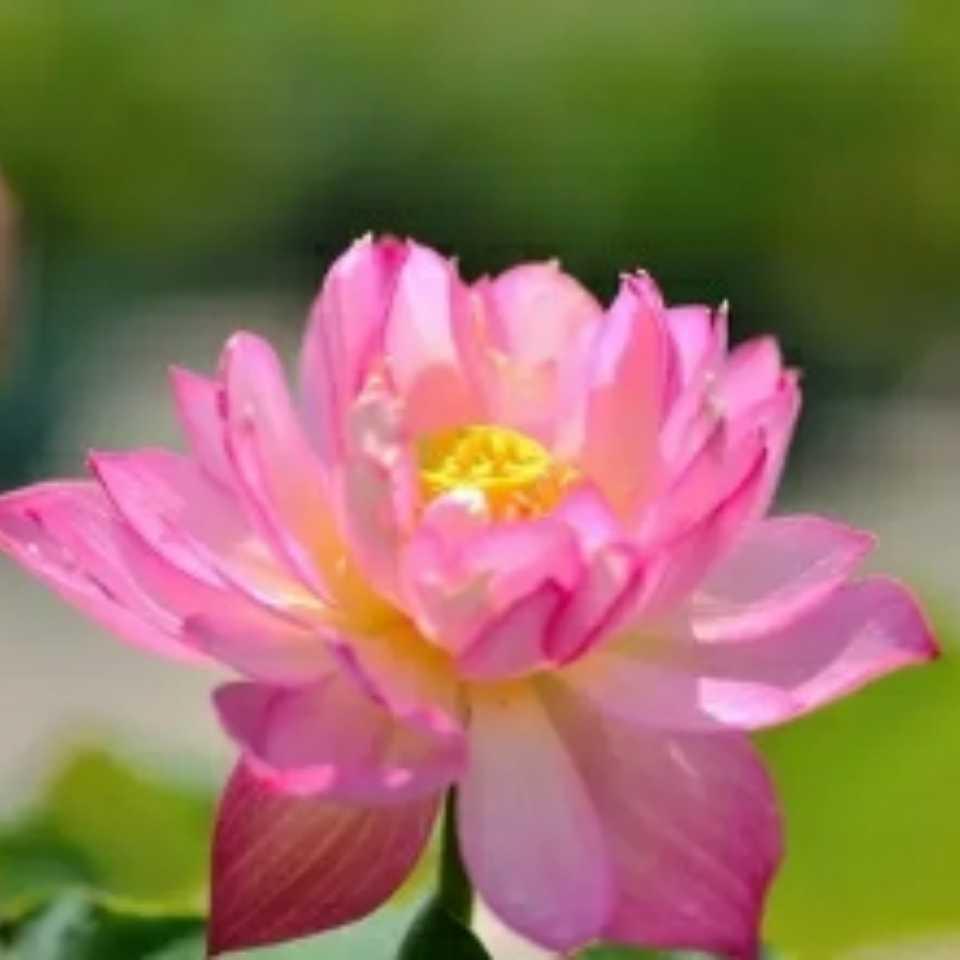 情随缘408