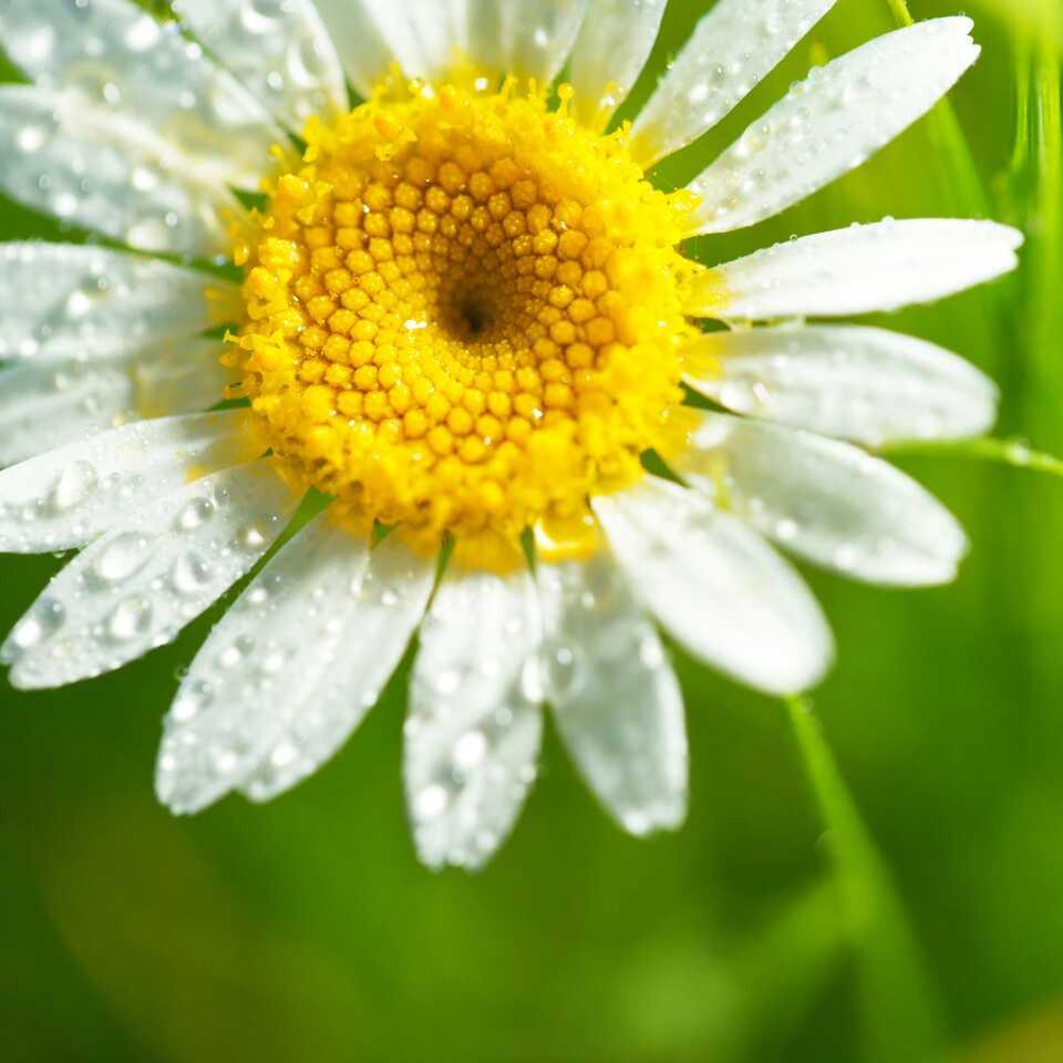 金城望族337684908739