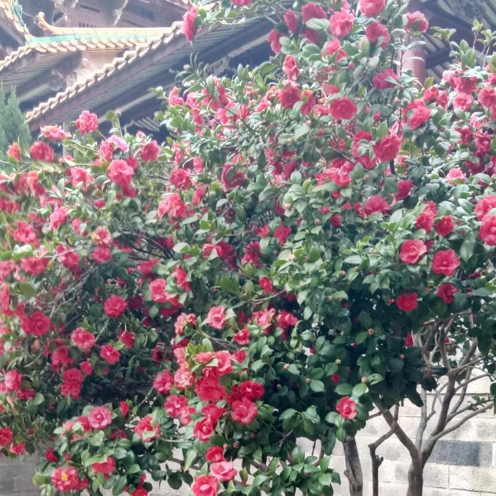 醉卧云端笑人间