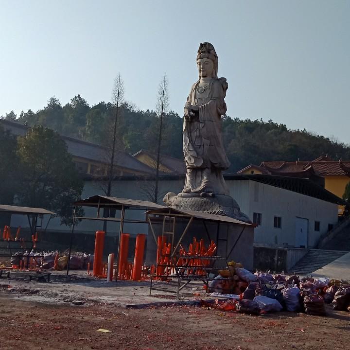 杨