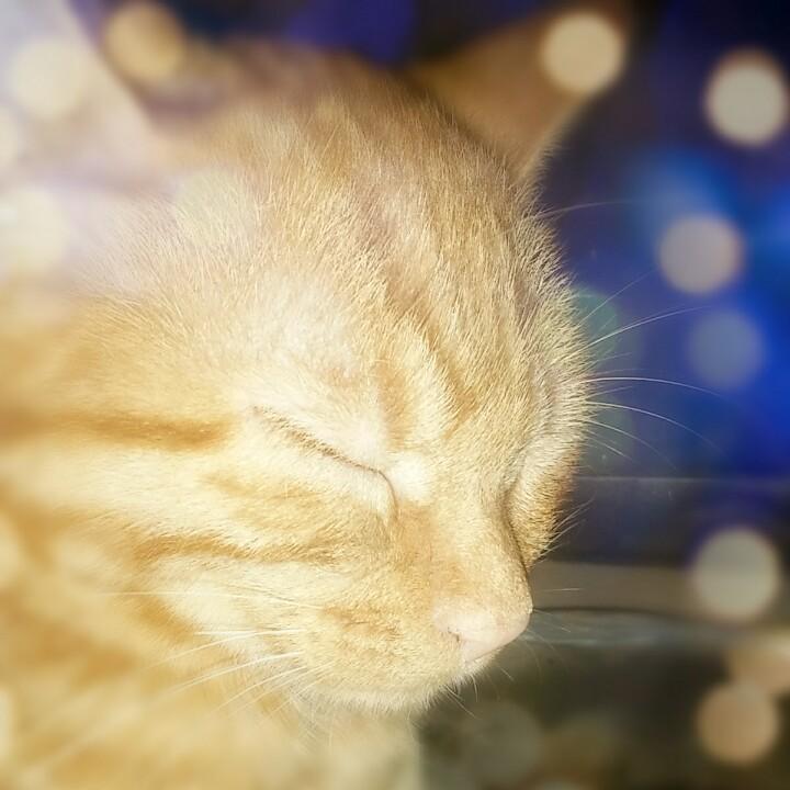 狸猫小奶糖