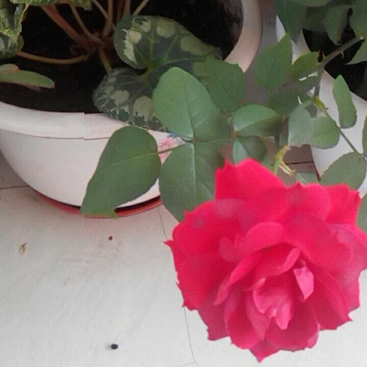 🍀杰姐🍁🌴🌹