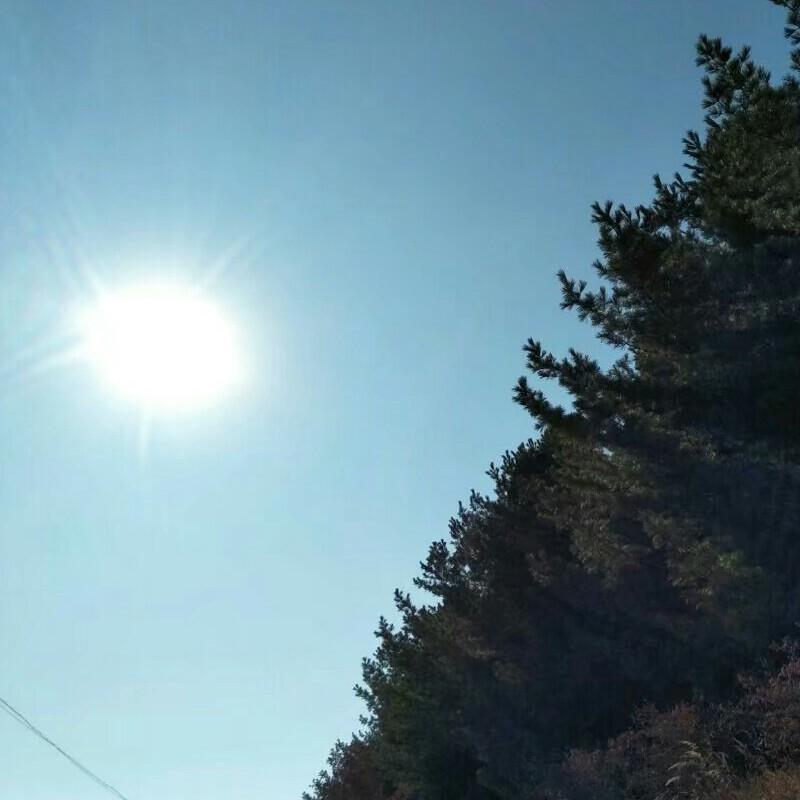 展翅飞翔的燕