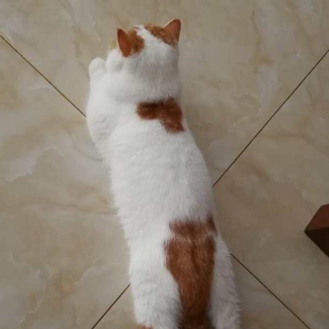 明明喵喵