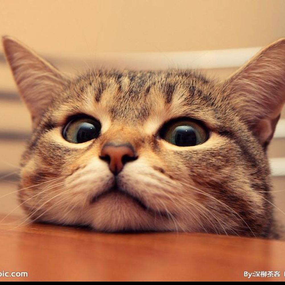 猫八九