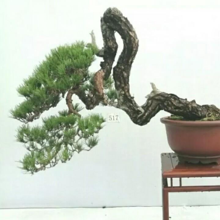 春隆园