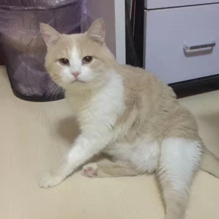 清鹭