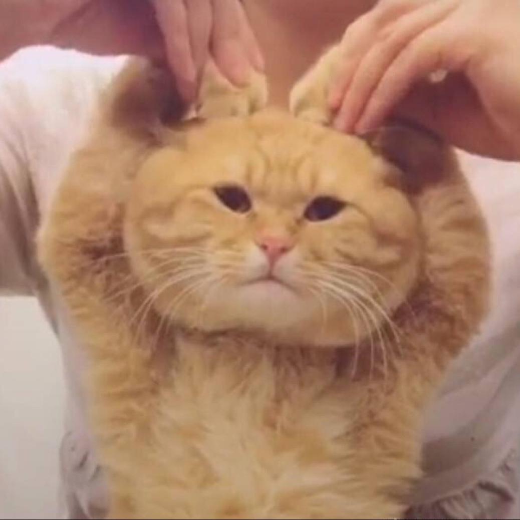 往葳葭