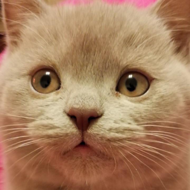 猫爪