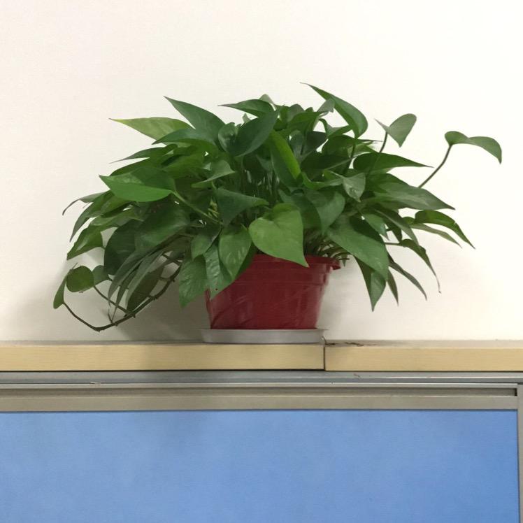 自由一条鱼