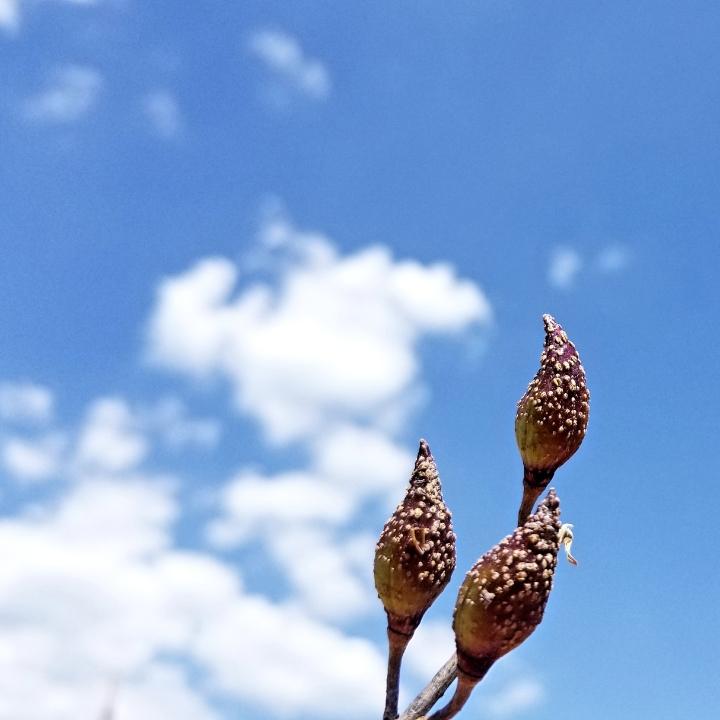连翘赵玉东