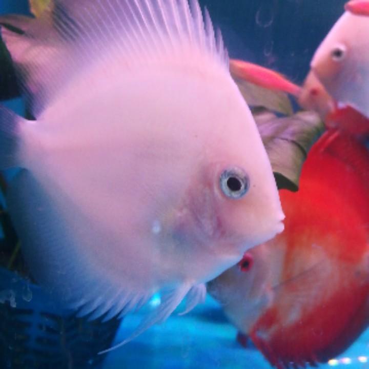 鱼人缘水族春哥