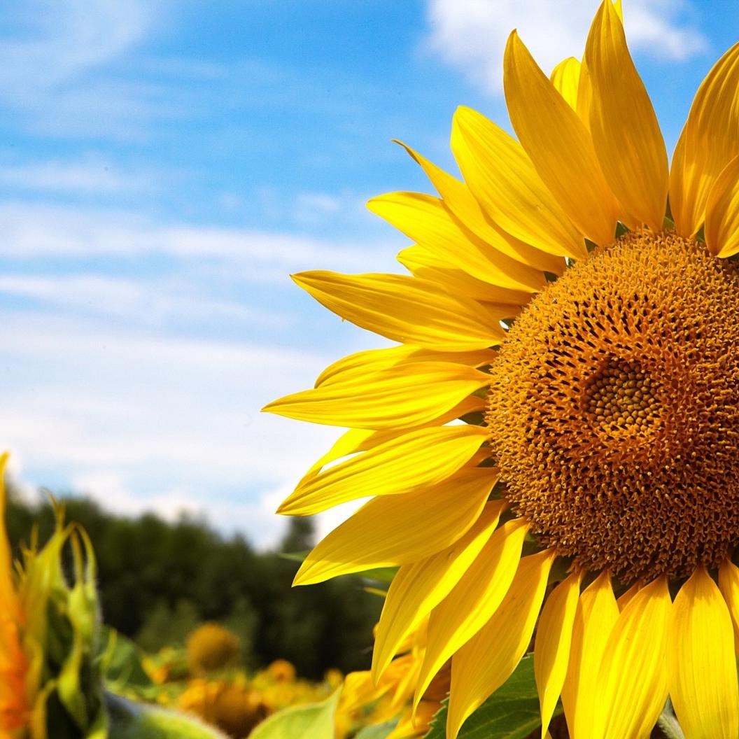 有滋有味 多姿多彩