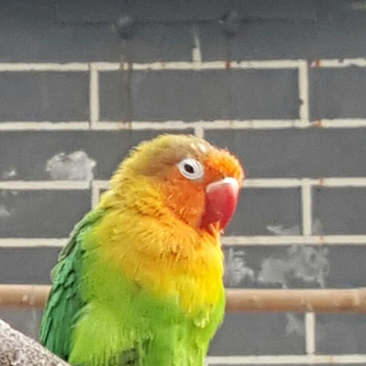 小可爱