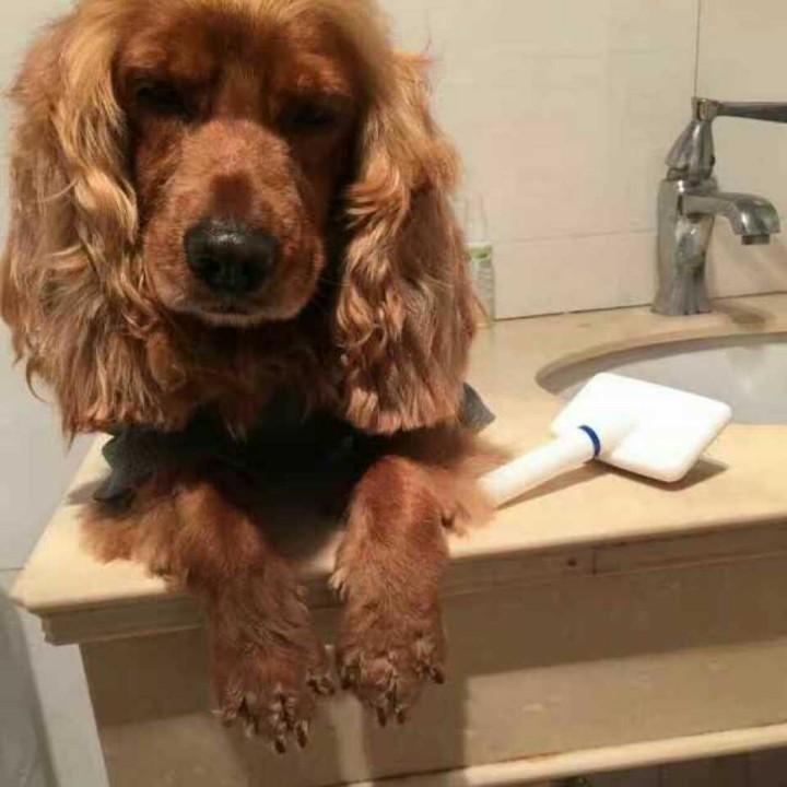 良久宠物玩具用品总店