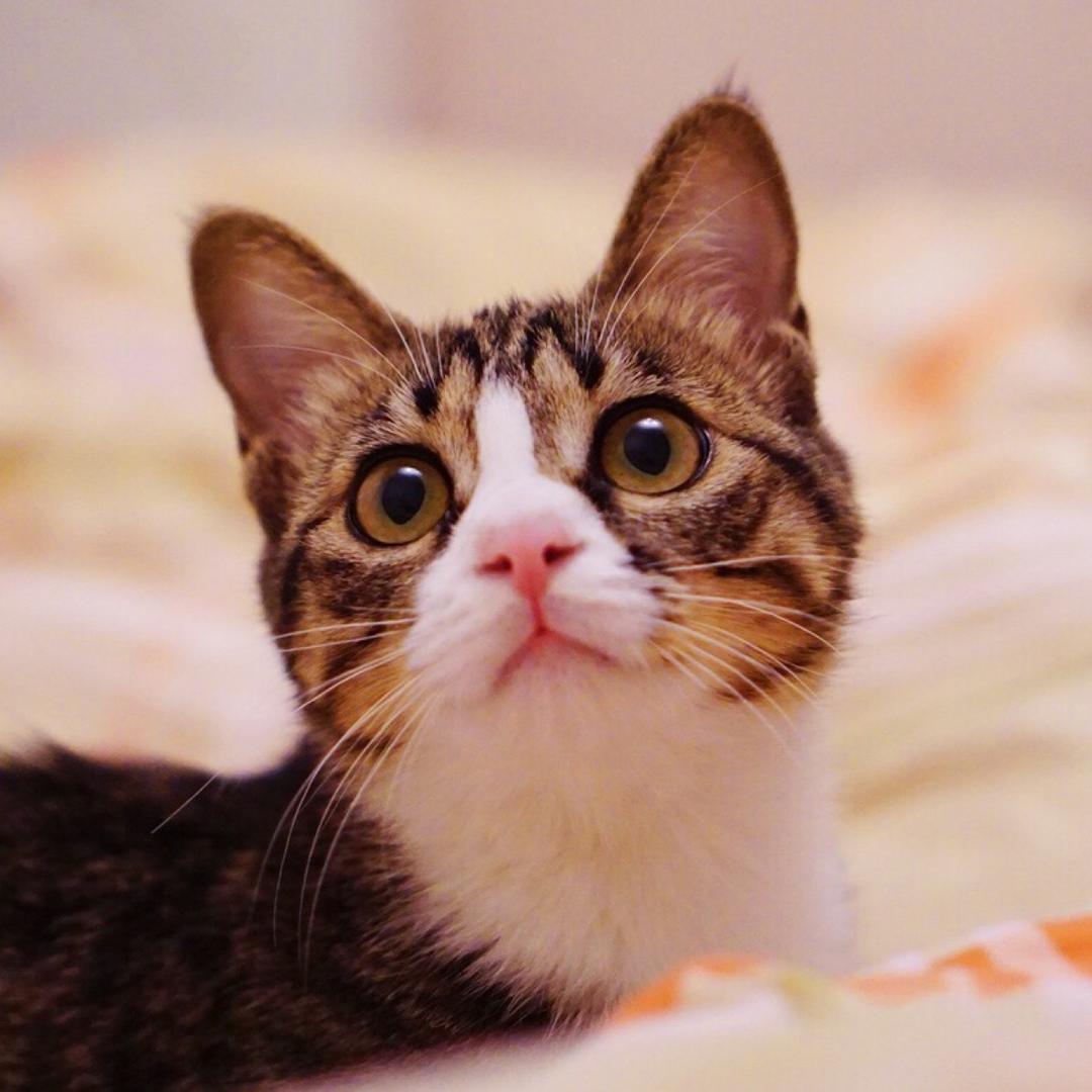 诺维家的猫鼠兔
