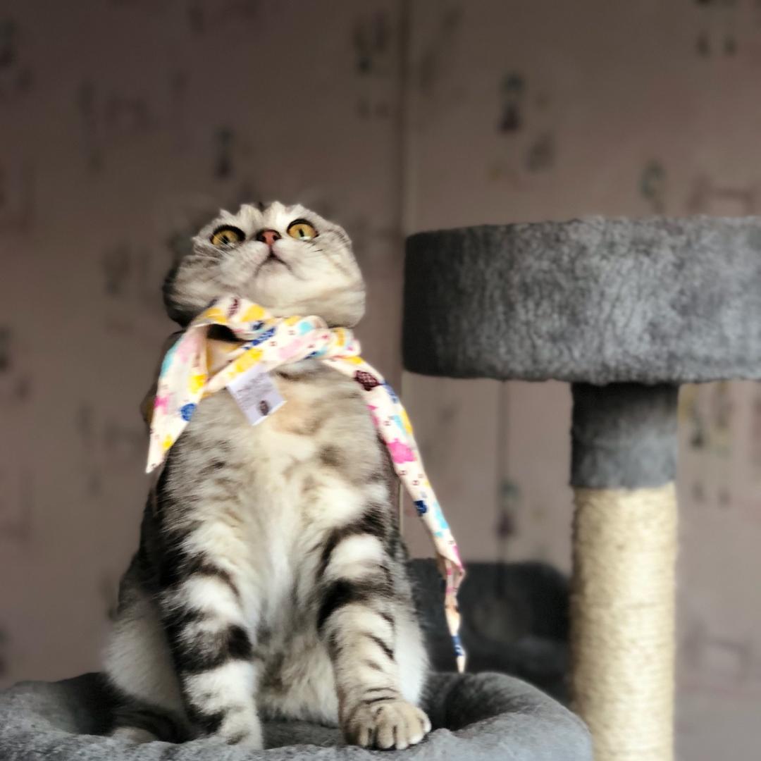 大脸猫🐱儿