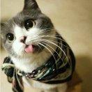 🇨🇳阿帕奇761