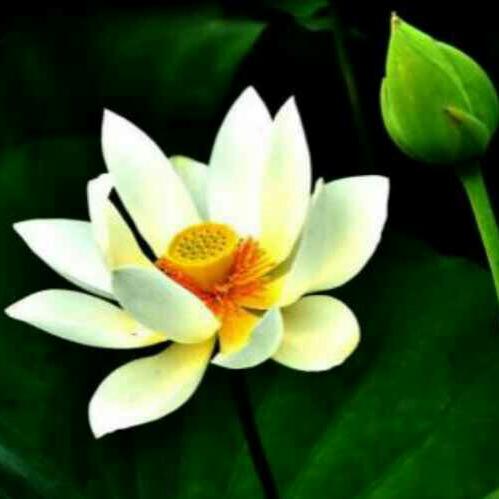 一花一世界52877