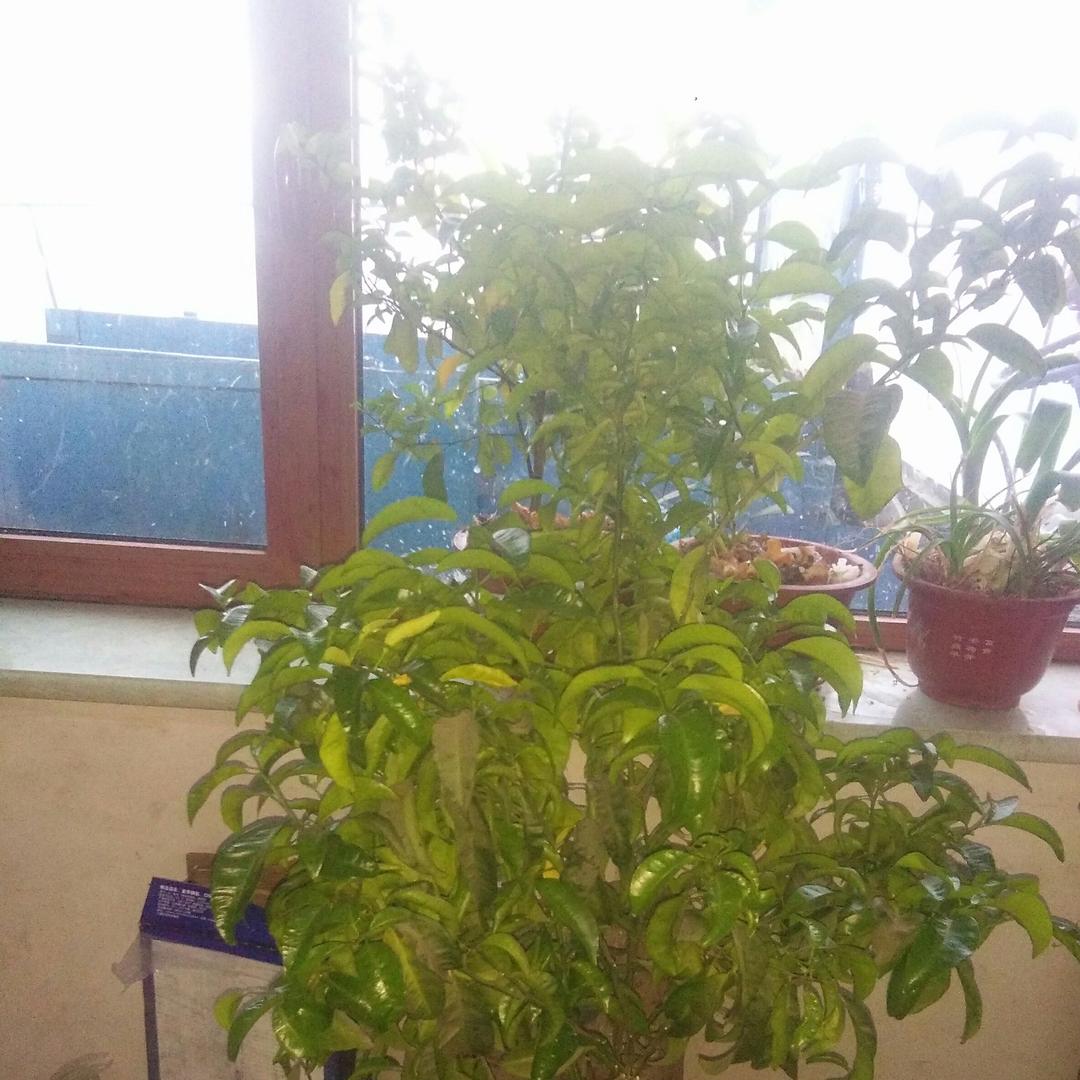 明天会更好，weji