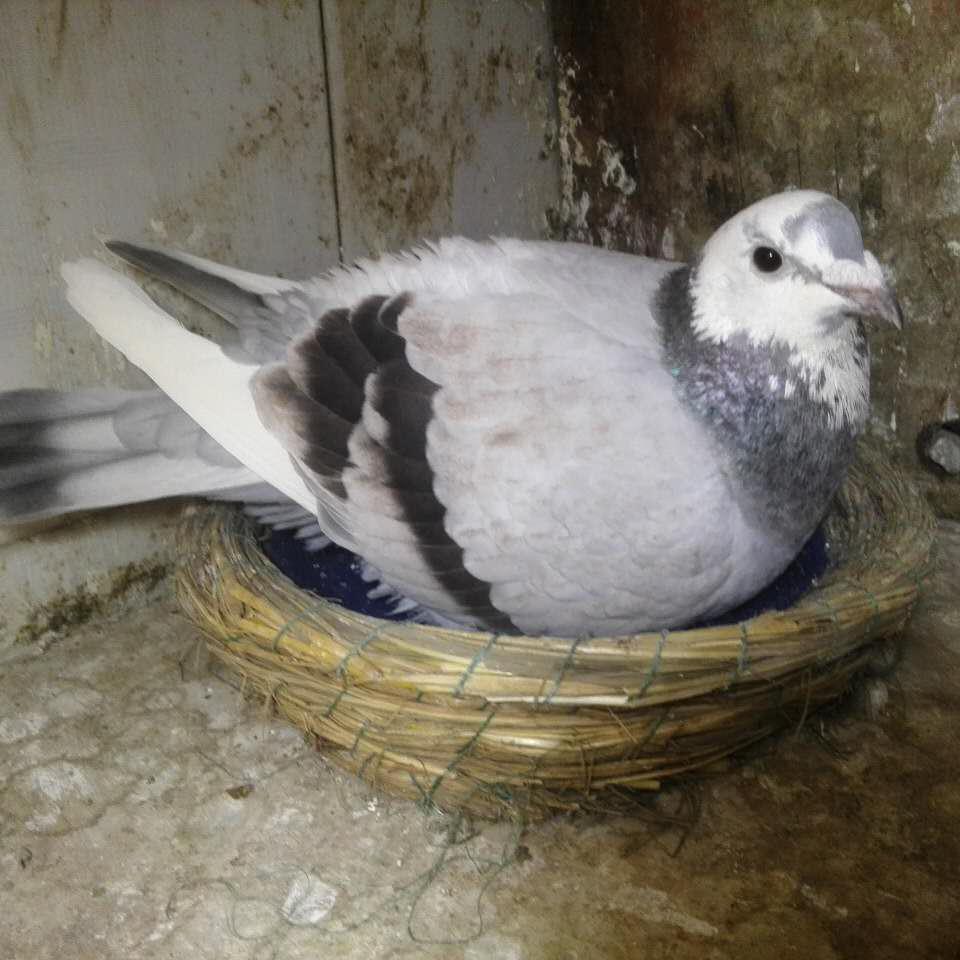 老曾赛鸽