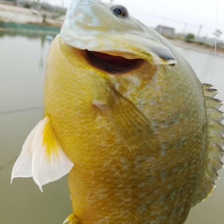 解药