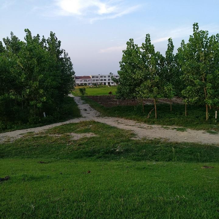 家口蝼蚁