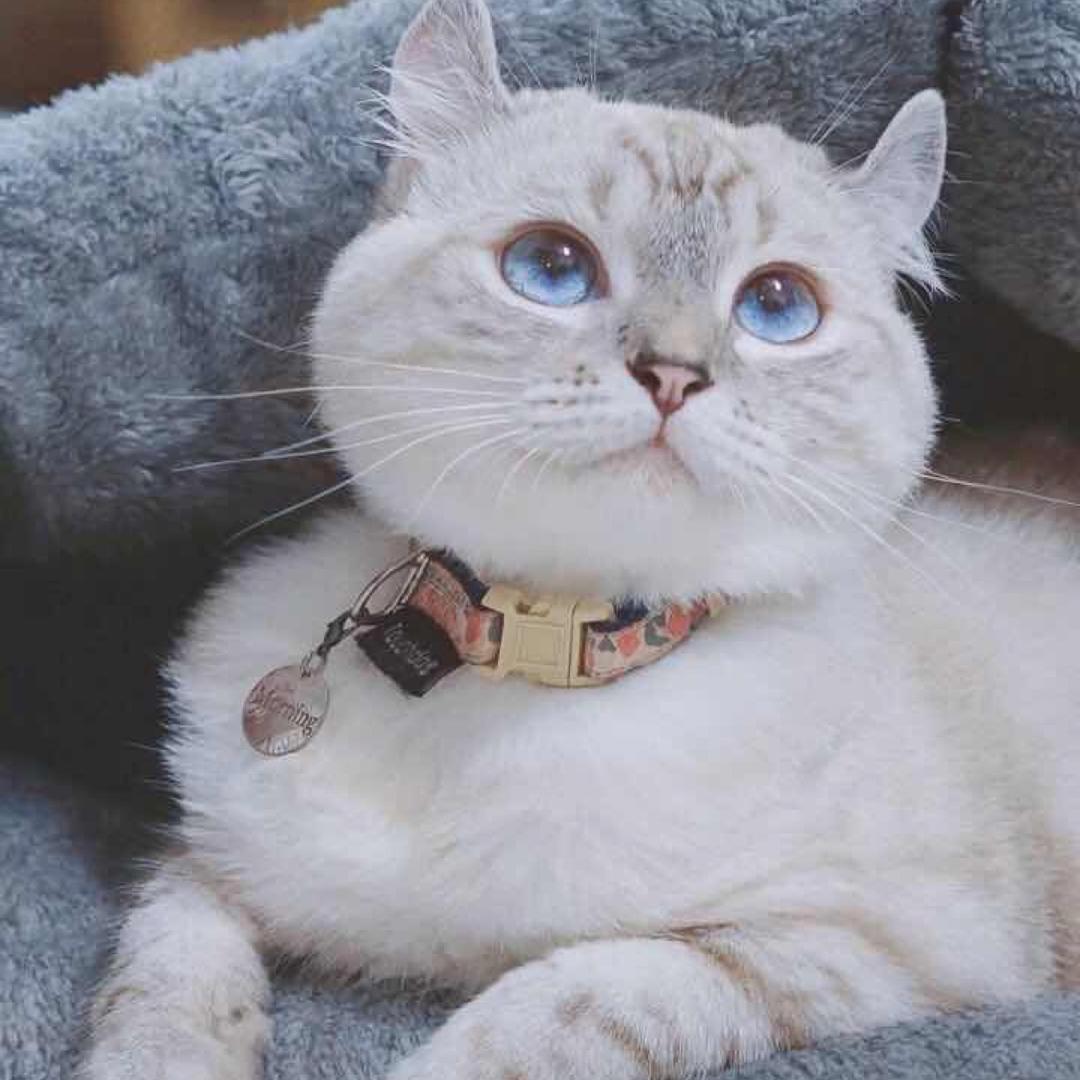 青柠味碳酸饮料