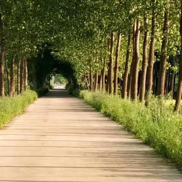 晏琦
