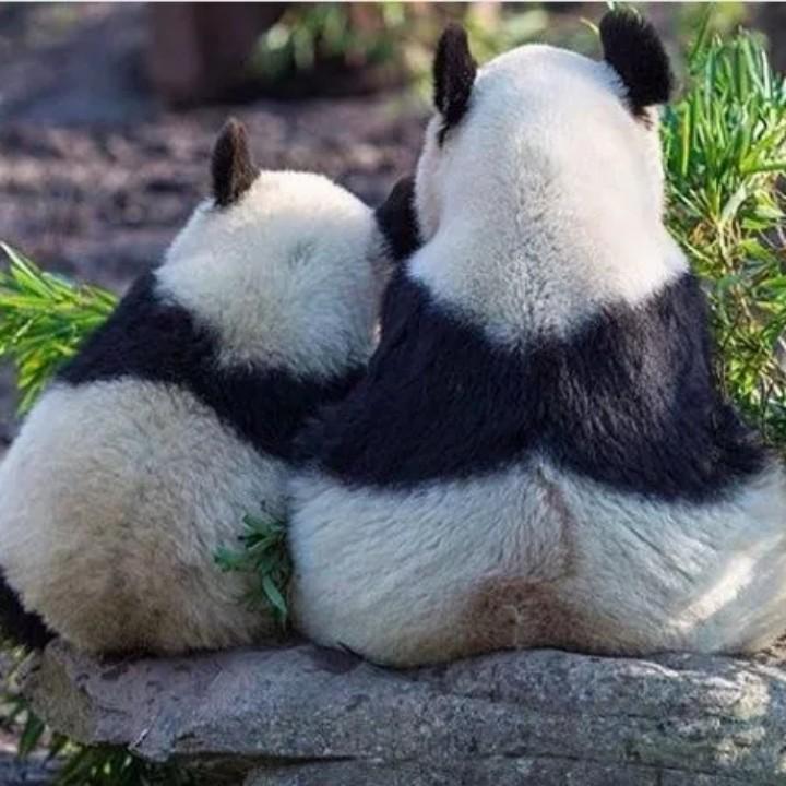 宝爷