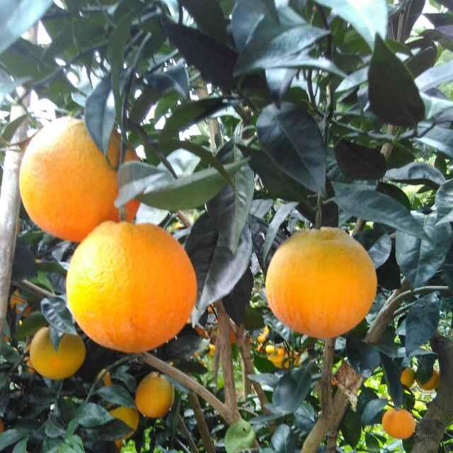 万家兴理事会桓秀军一条龙服务队