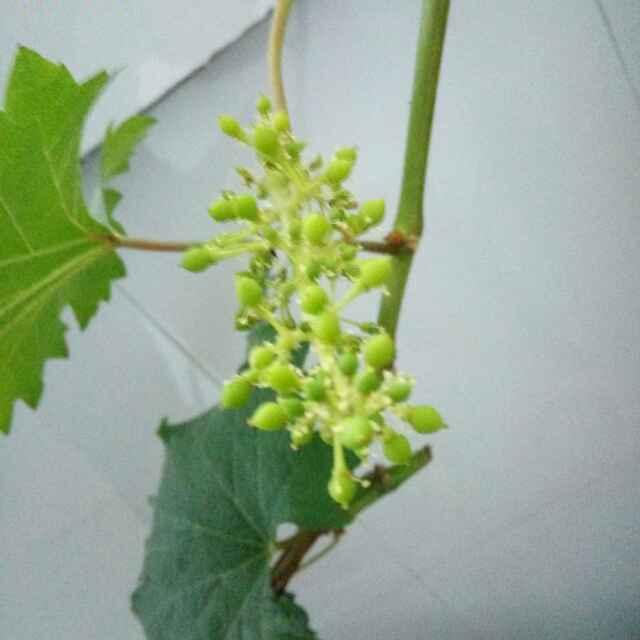 水晶3185626537915
