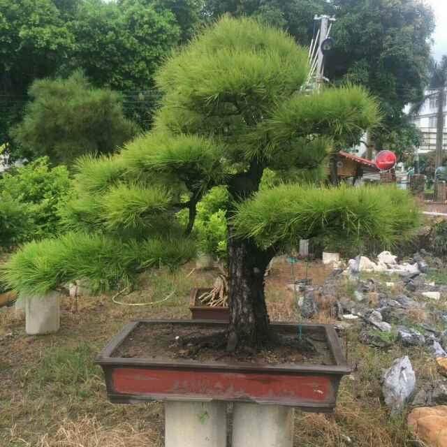 盆锅锅