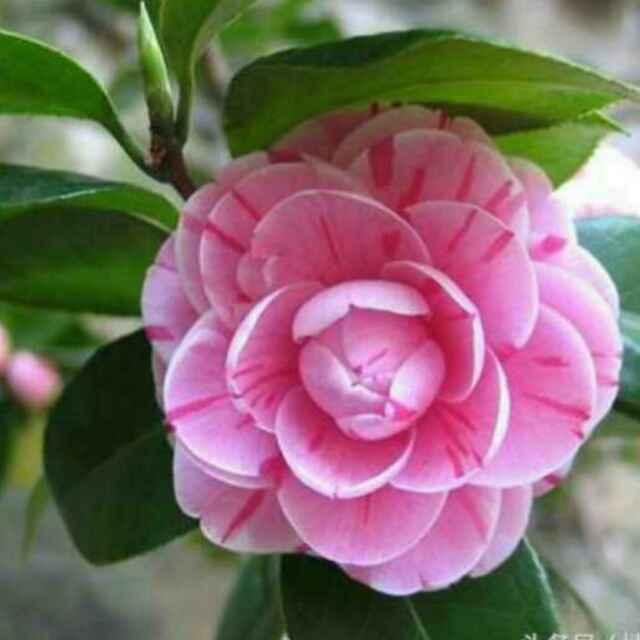 紫薰枫薇