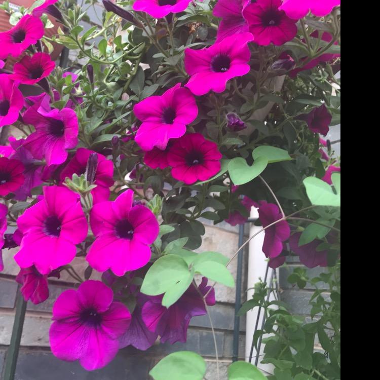 花蜜迷