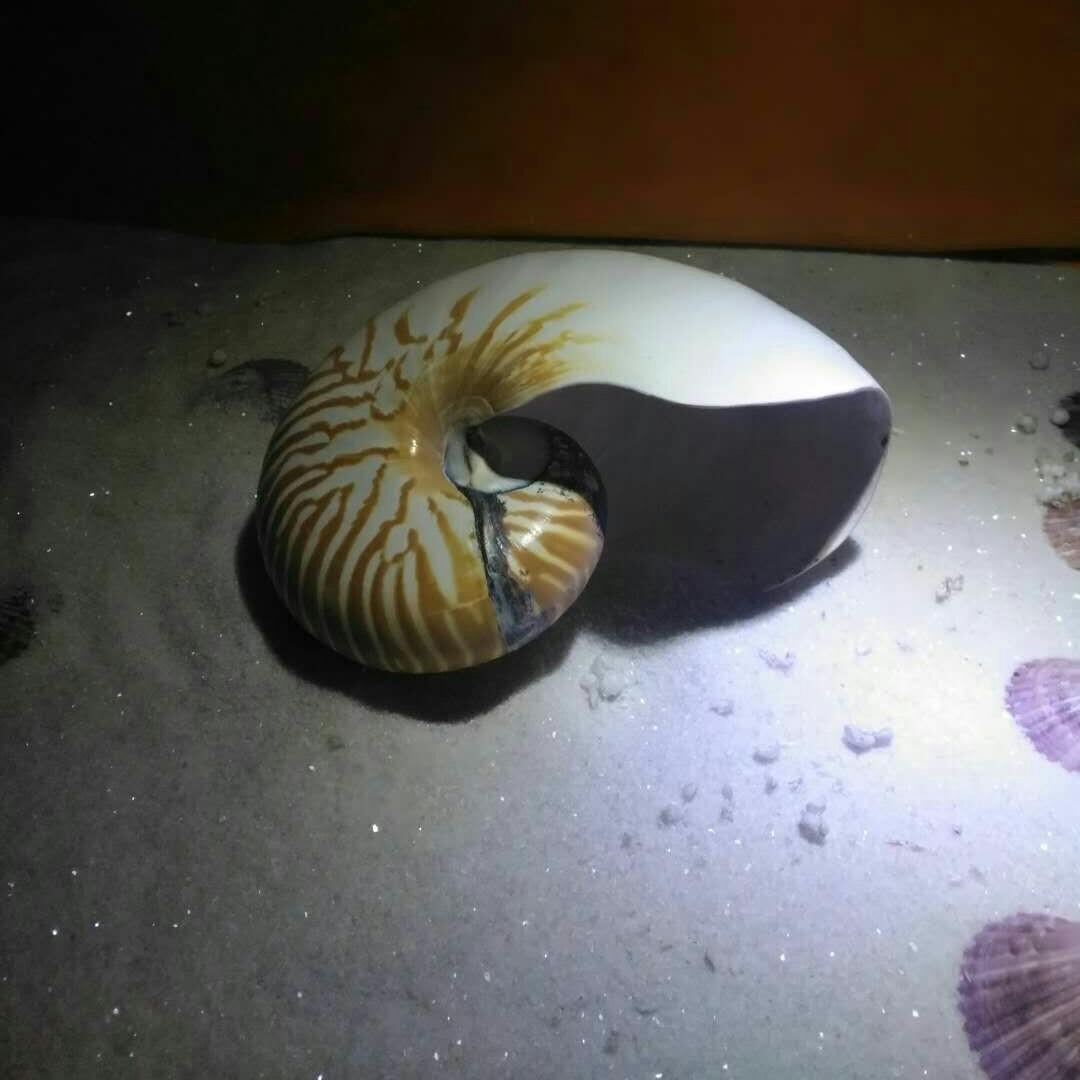 落叶/流水