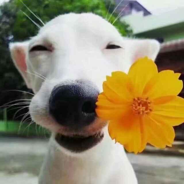 七七推文