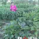 平安喜乐3945