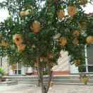 海阔天空河间曹铁府