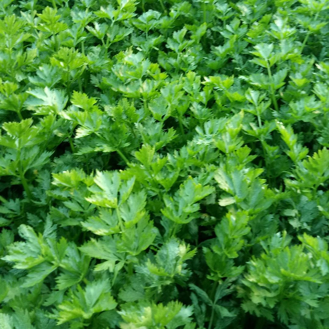 绿源育苗产业基地