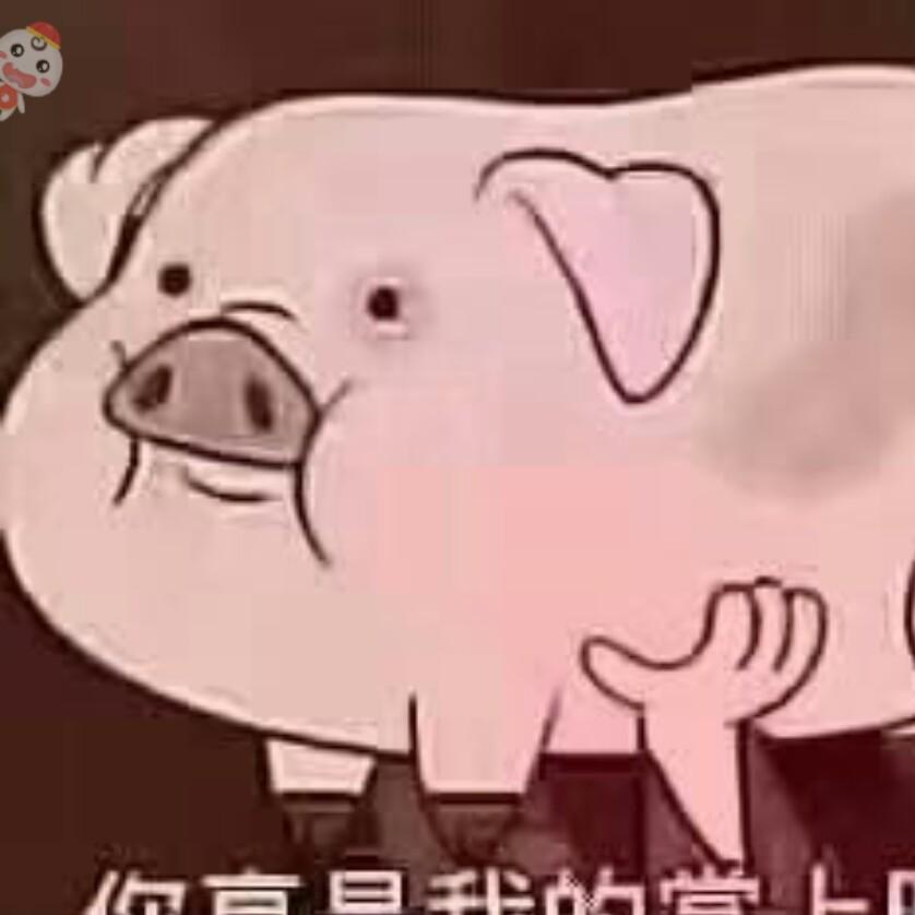 小肥猪.