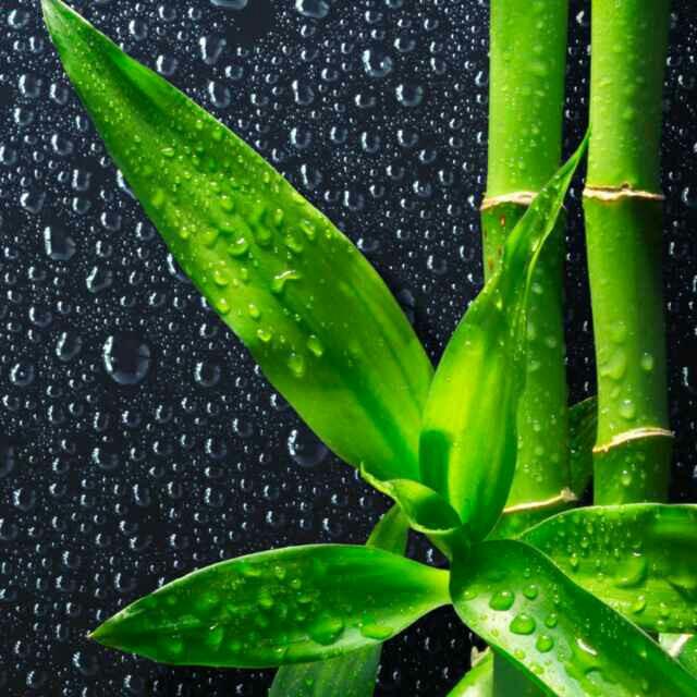 心善若水-