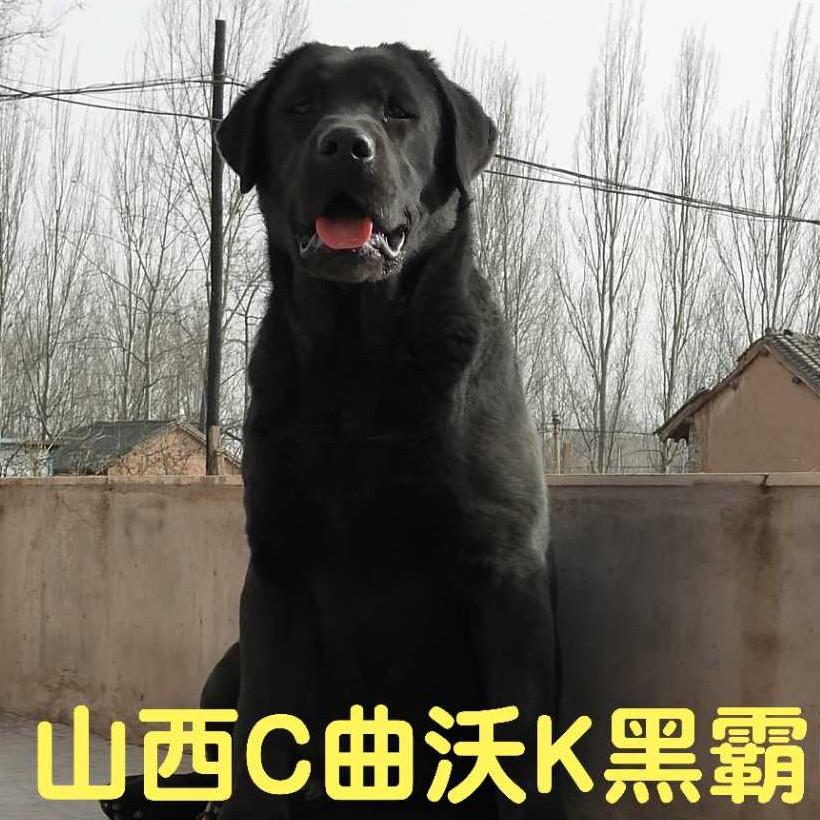 山西C曲沃K黑霸U王